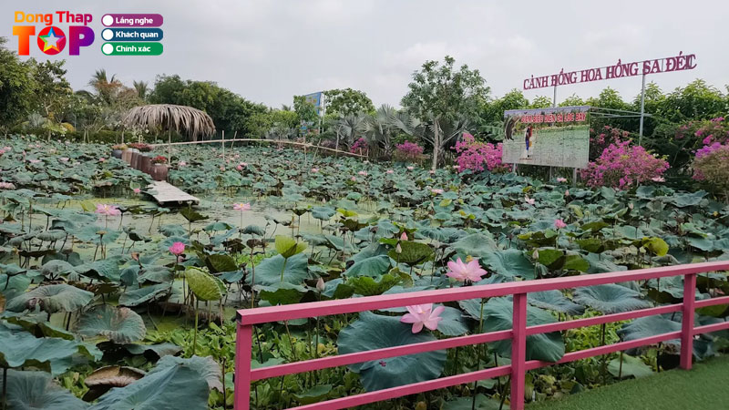 Canh-dong-hoa-hong-sa-dec-diem-check-in-ruc-ro-giua-long-dong-thap-dongthaptoplist