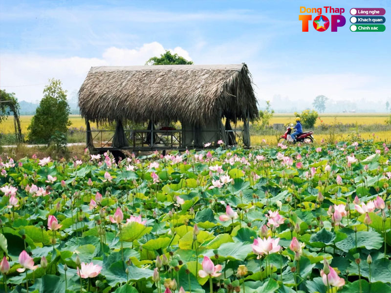 Dong-thap-que-toi-dongthaptoplist